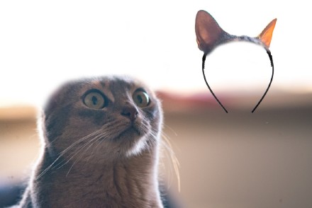 猫耳发箍背后居然藏着这样的事？