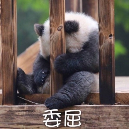 国宝大熊猫滚滚表情包来啦！