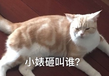 吵架没输过？这套生气猫咪表情包帮你拿捏情绪