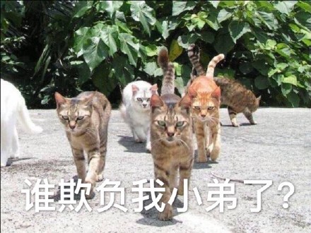 这款喵星人搞事表情包，斗图时直接拿捏气场