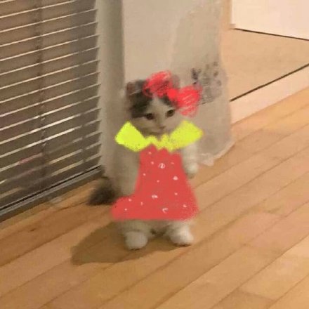 铲屎官必备！超萌猫猫穿衣表情包合集