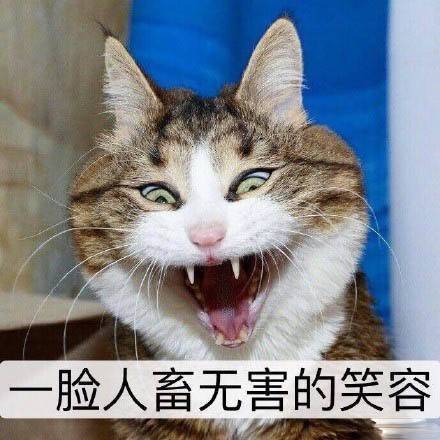 猫咪表情包第十弹来啦！