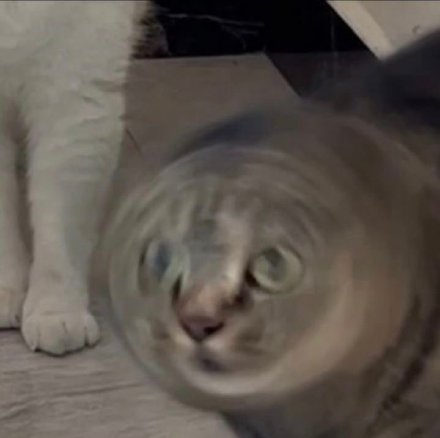超火神经猫猫表情包合集