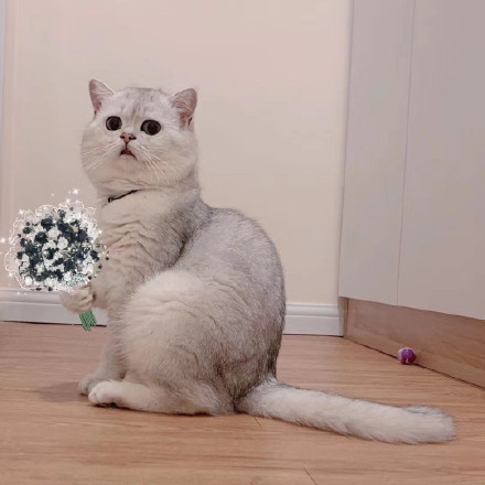 超萌小猫咪情侣头像合集