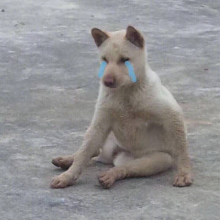 超火的狗狗表情包合集来啦
