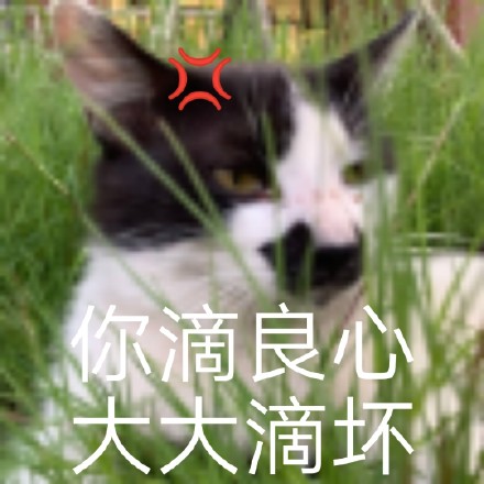 猫咪斗图表情包合集 喵星人来救场啦