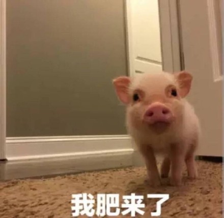 猪猪表情包合集来啦，快来一起吸猪