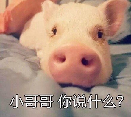 超治愈猪猪表情包合集来啦