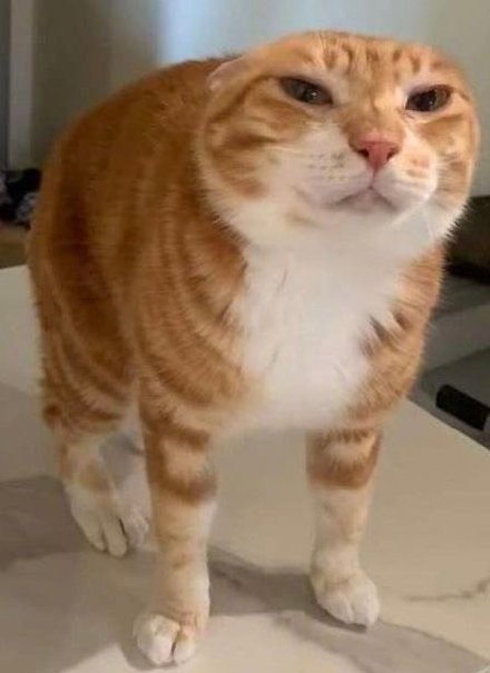 超火神经猫猫表情包合集