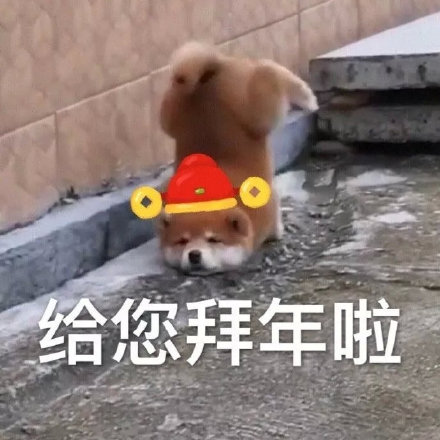 过年讨红包就用它！狗狗拜年表情包合集