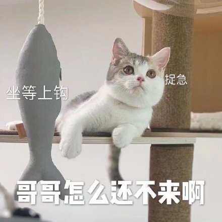 今天的猫猫斗图表情包来啦