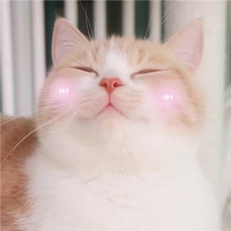 软萌猫咪表情包合集 聊天斗图都能用