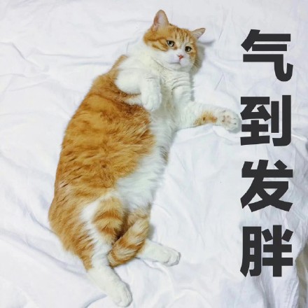 撸猫党集合！这套猫咪表情包太适合斗图了