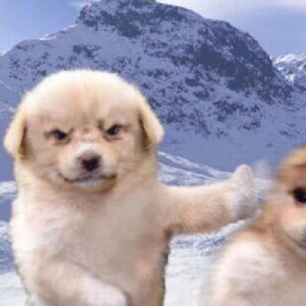 超甜推脑袋狗狗情侣头像来啦