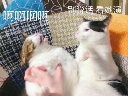 5月15日热门表情包合集整理出炉