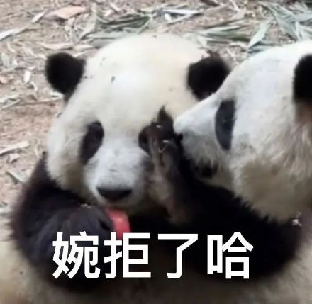 大熊猫聊天表情包合集