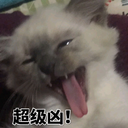 想找斗图表情包？来这里就对了