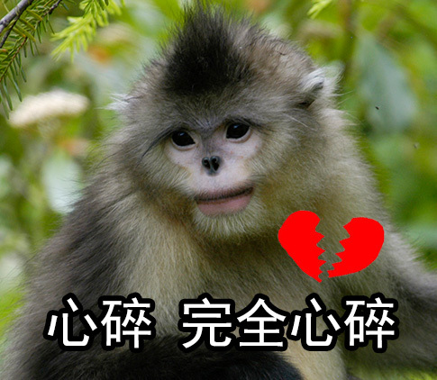 自带烈焰红唇的滇金丝猴表情包来啦