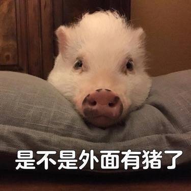 超萌猪猪表情包来啦！