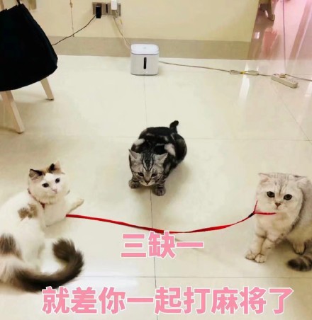 想找软乎乎的斗图素材？这套超萌喵星人表情包别错过
