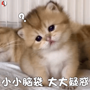 撸猫党狂喜！这套猫咪动图表情包直接戳中萌点