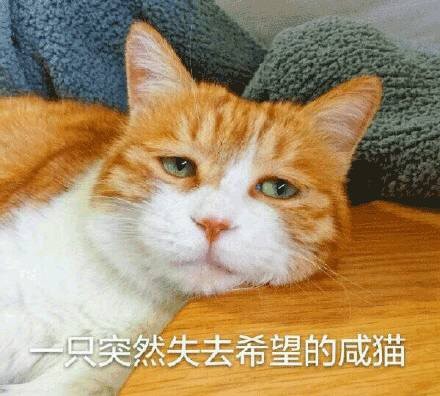 emo感拉满！这套丧系猫咪表情包太戳人了