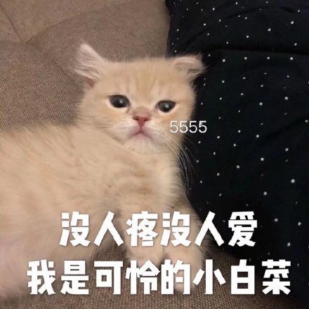 今天的猫猫斗图表情包来啦