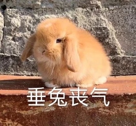 聊天斗图必备！这套兔兔表情包太好用了