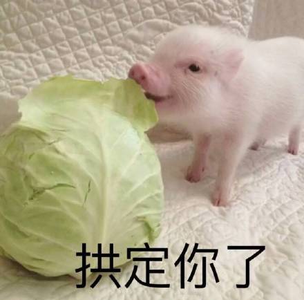 超萌猪猪表情包来啦！