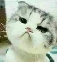 这只小猫咪歪头杀，看完心都化了