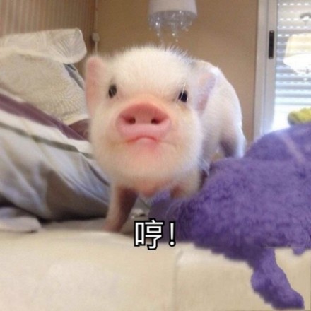 超治愈猪猪表情包合集来啦