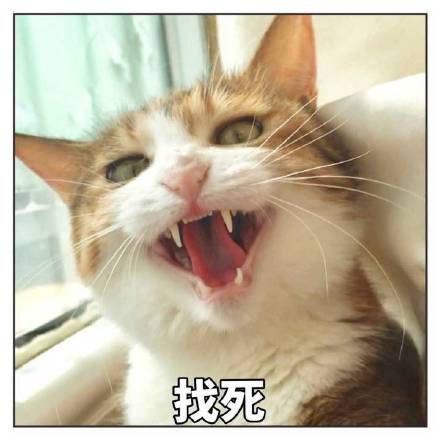 猫咪表情包第十弹来啦！