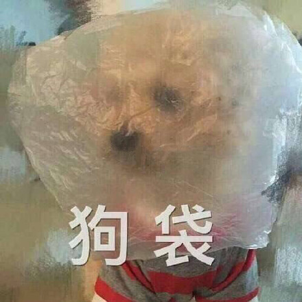 超火的狗狗表情包合集来啦