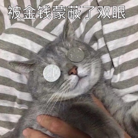 撸猫党集合！这套猫咪表情包太适合斗图了