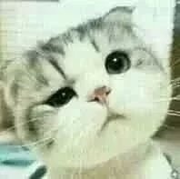 这只小猫咪歪头杀，看完心都化了