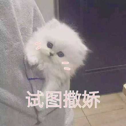 猫咪撒娇卖萌表情包合集来啦