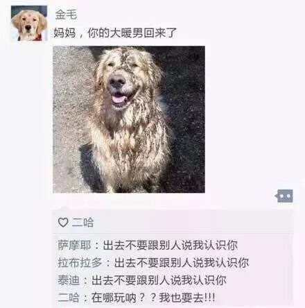 汪星人版朋友圈日常表情包合集