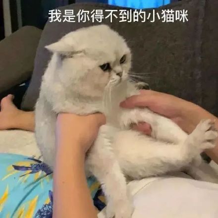 情侣聊天能用的实用表情包合集