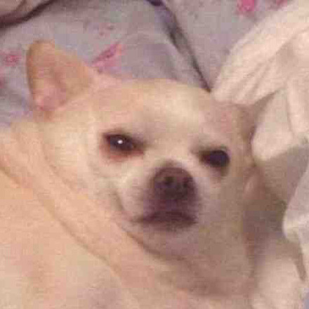 吉娃娃专属表情包合集来啦