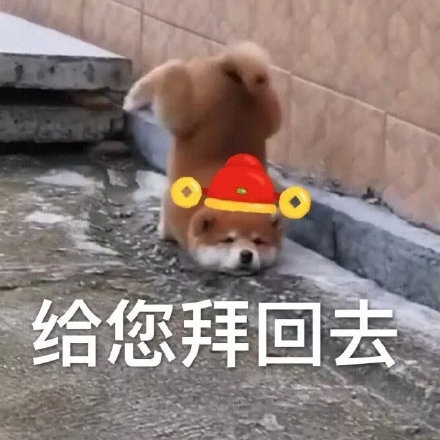过年讨红包就用它！狗狗拜年表情包合集