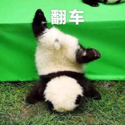 国宝大熊猫滚滚表情包来啦！
