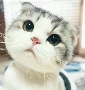 这只小猫咪歪头杀，看完心都化了