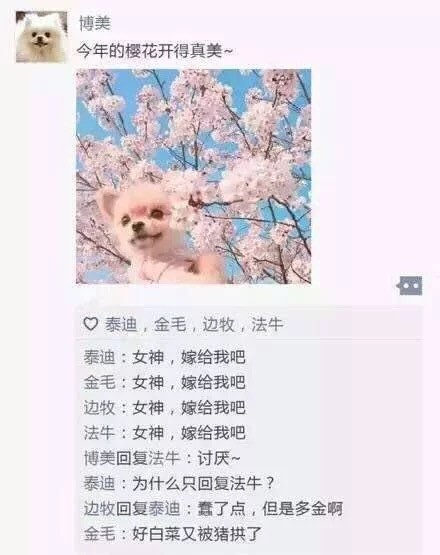 汪星人版朋友圈日常表情包合集