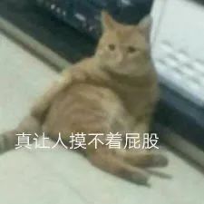 超实用猫猫表情包合集