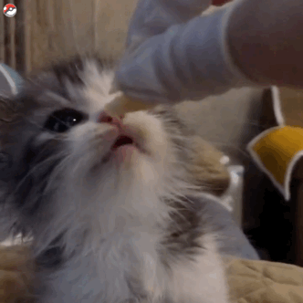 超实用！一组超萌猫咪动态表情包合集