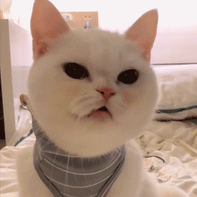 聊天斗图必备！撇嘴猫表情包合集