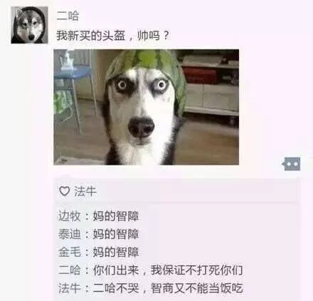 汪星人版朋友圈日常表情包合集