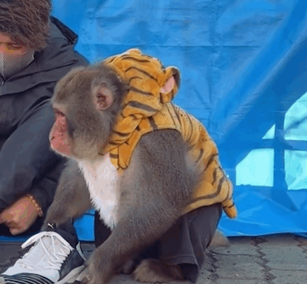 猴猴主题动图表情包合集来了