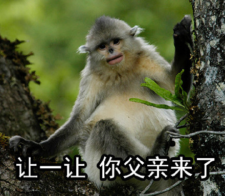 自带烈焰红唇的滇金丝猴表情包来啦