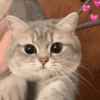 超治愈！可爱猫咪GIF动图表情包合集